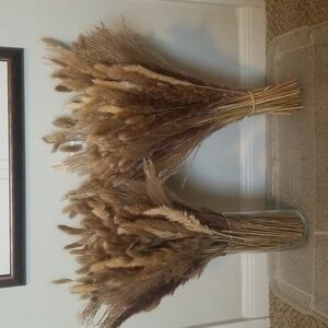 Large bunches of Pampas.